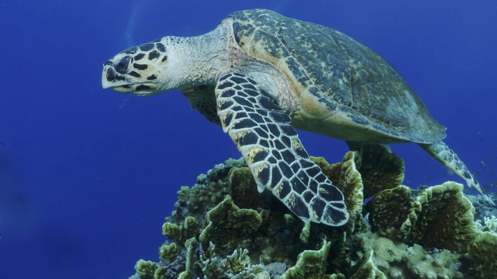 Sköldpadda vid Jackson Reef