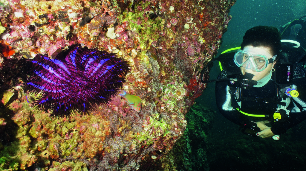 Diving the reef