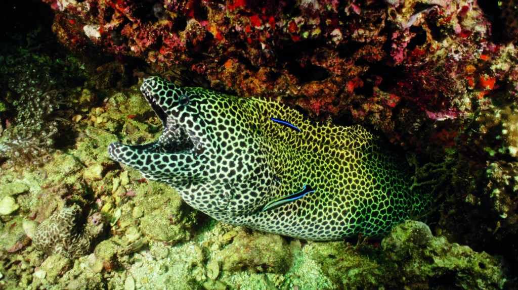 The lurking underwater marine life