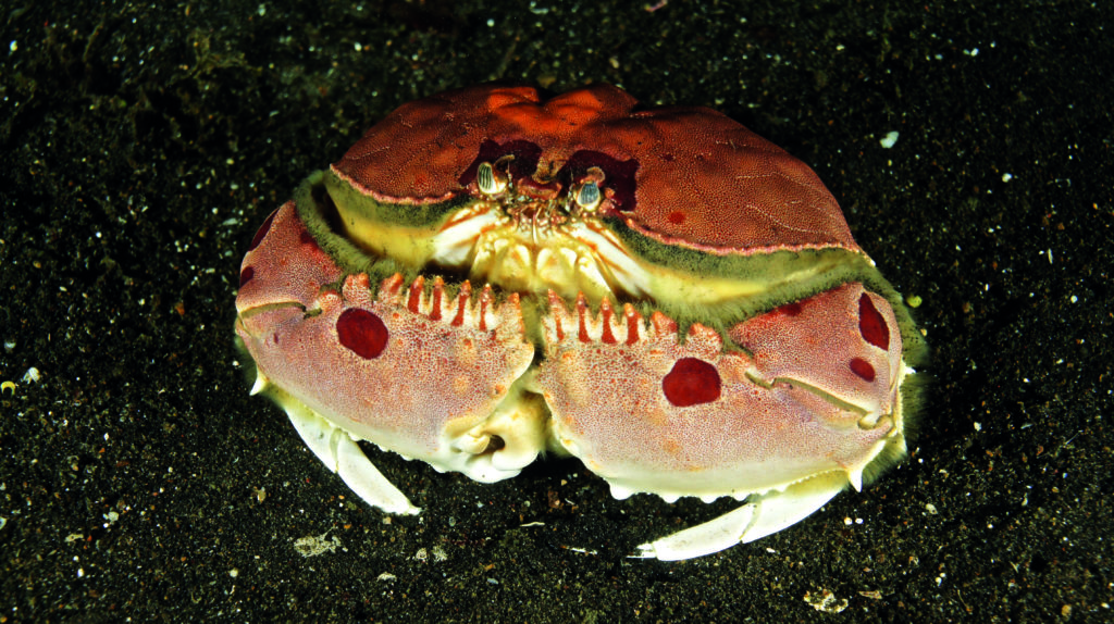Crab at Lembeh