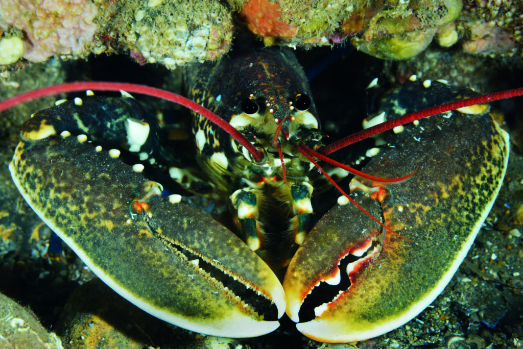 Glimpse of a lobster