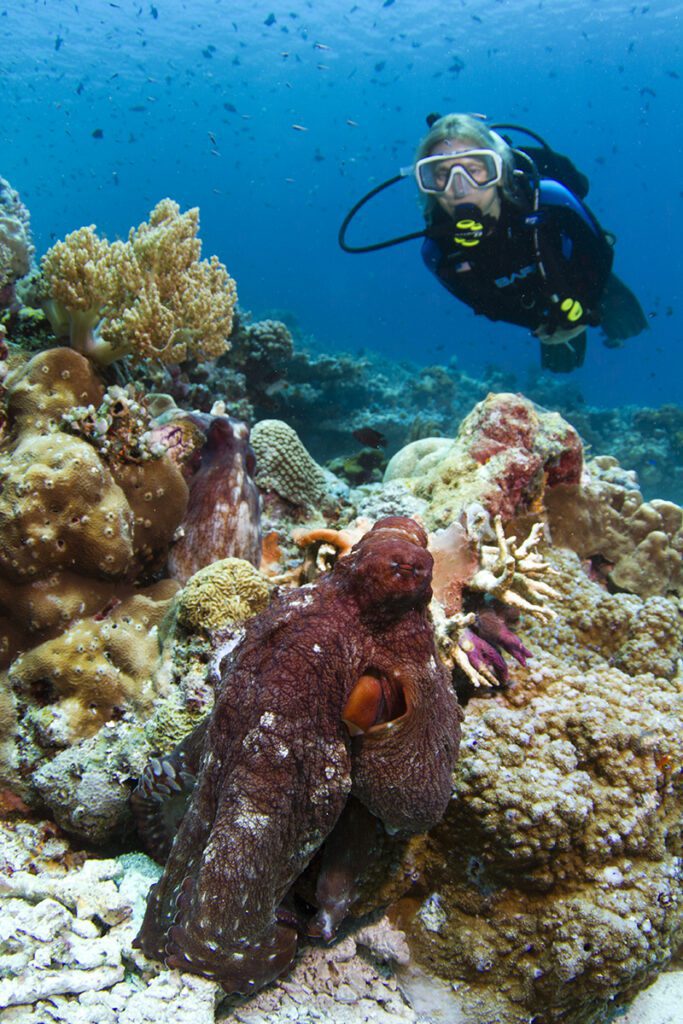 Diver with an octopus on Wakatobi reef Roma