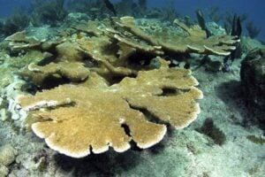 Elkhorn coral