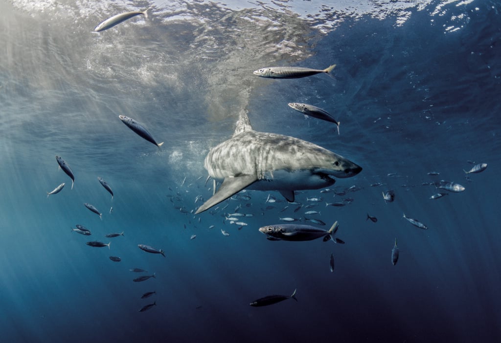 Guadalupe - Diving with Great White Sharks