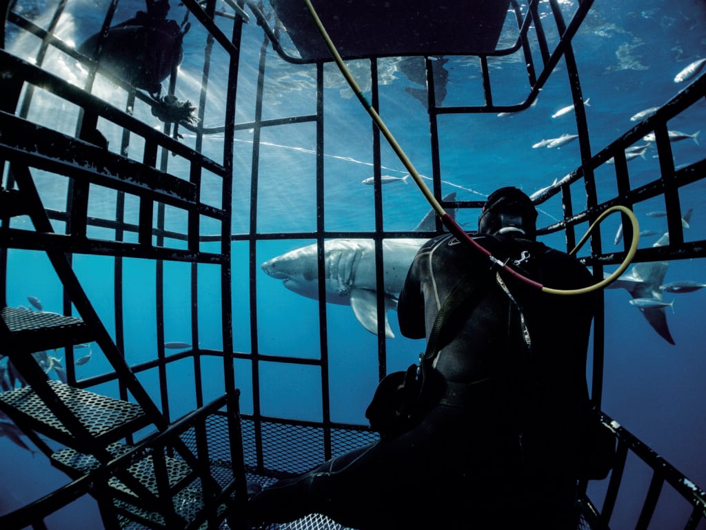 Great white shark cage diving