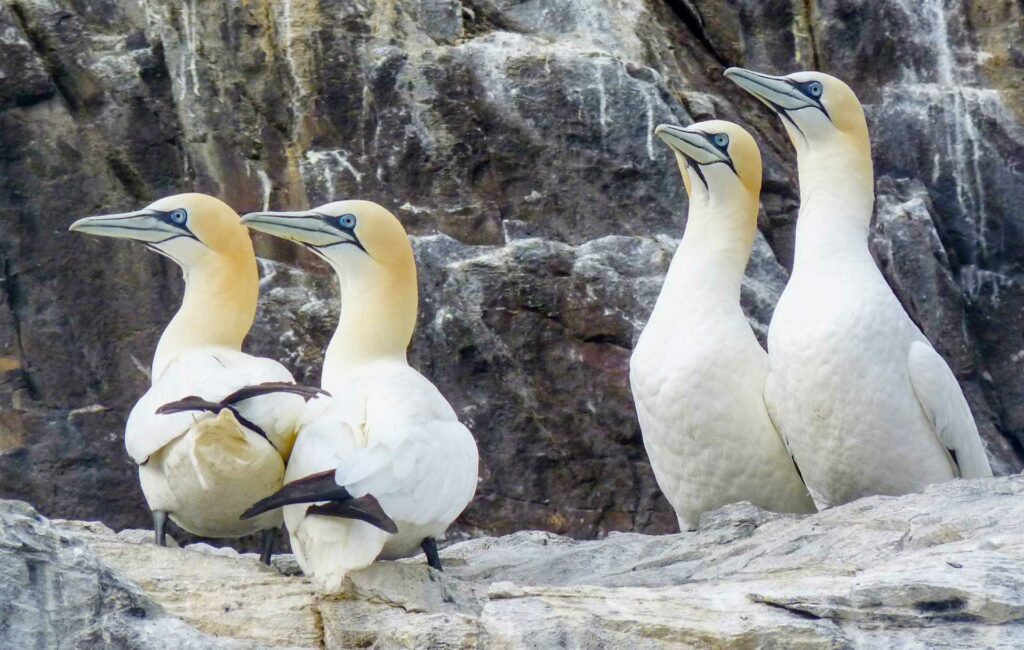 Gannets on Bass Rock (Odd Wellies)