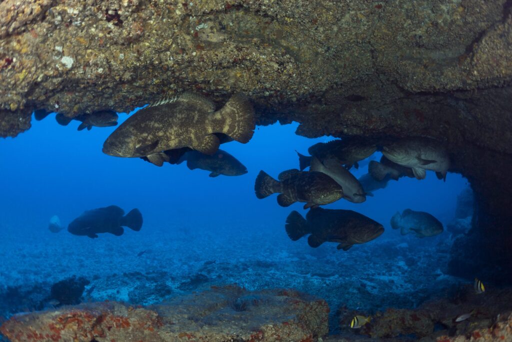 Goliath Groupers