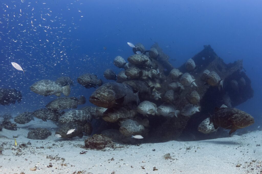 Goliath Groupers 05