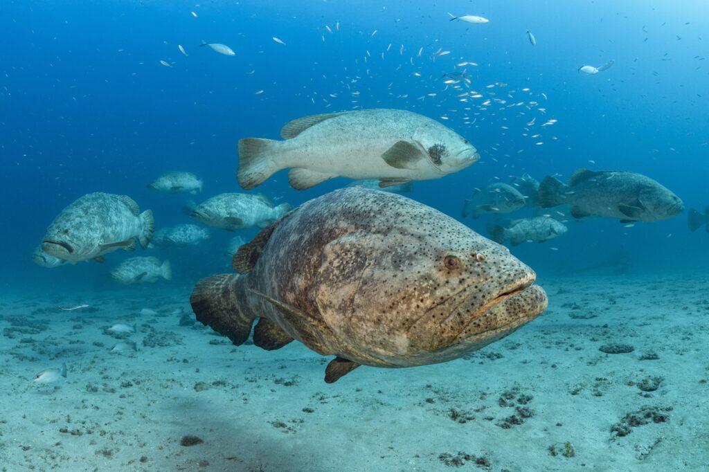 Stort kluster av Goliath Groupers