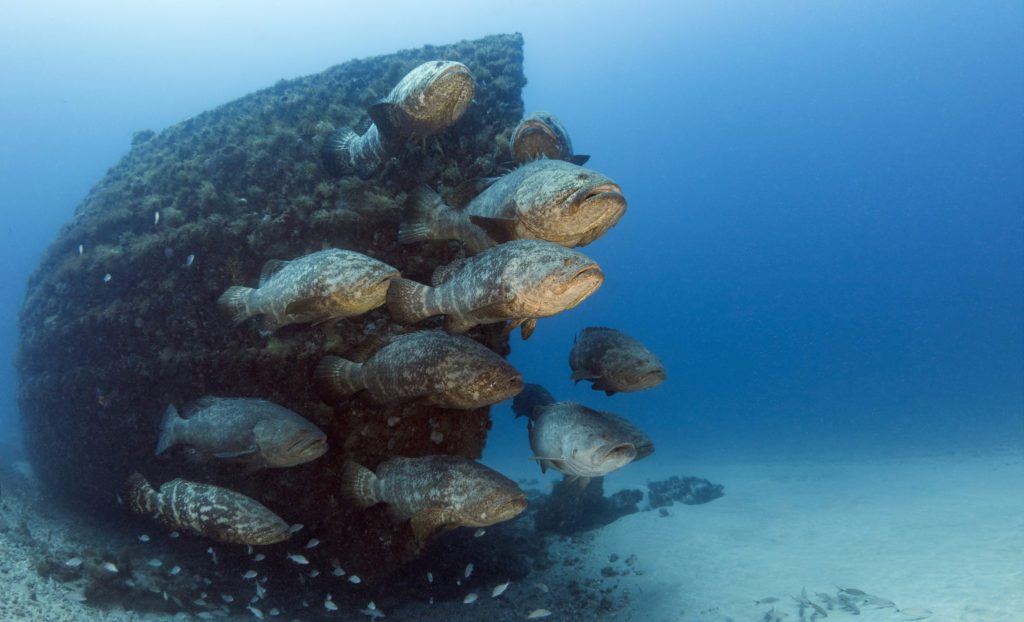 A grouping of Goliath Groupers during spawning season hovering in front of the Bonaire’ bow on the Zion Train/Bonaire Jupiter Wreck Trek off of Jupiter Florida.