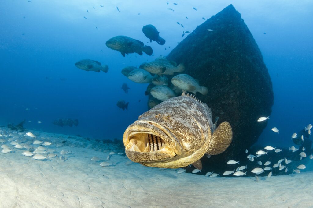 Goliath grouper