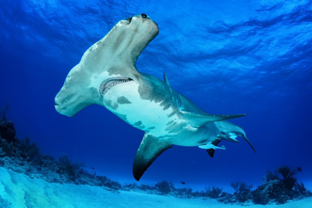 Classic view of a hammerhead