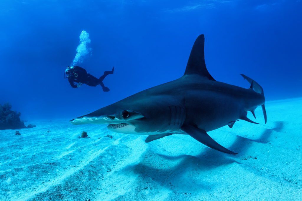 Encounter with a great hammerhead