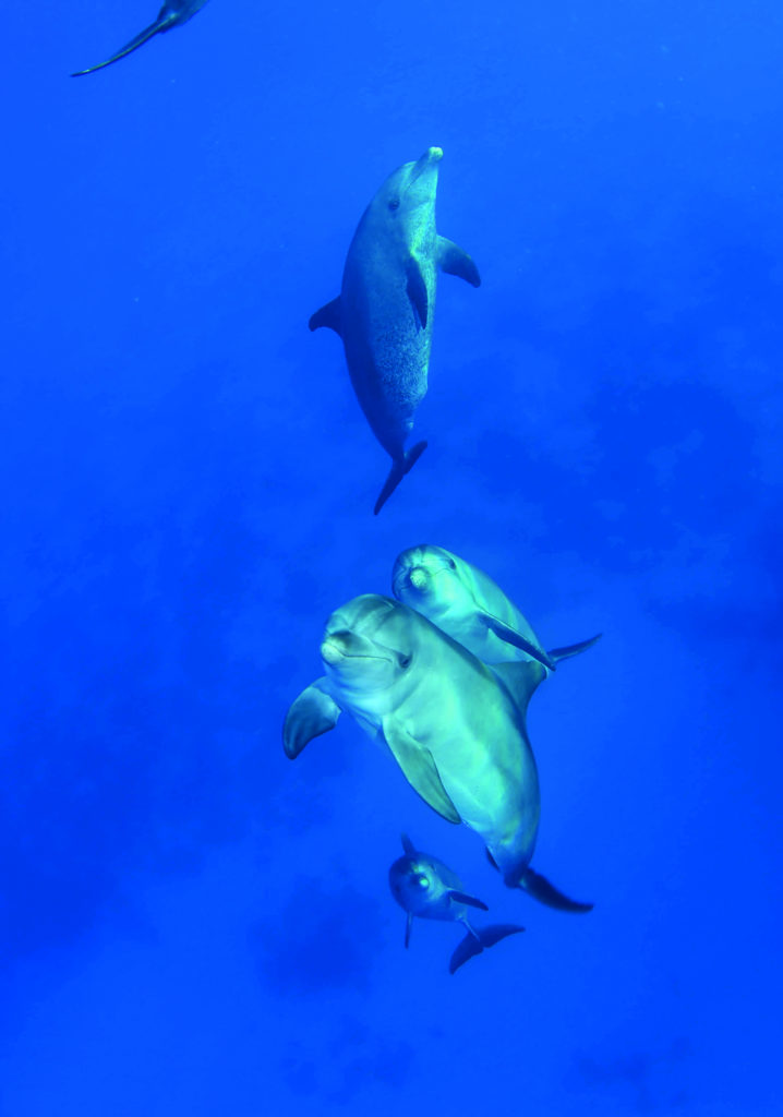 Capturing the dolphins in lens