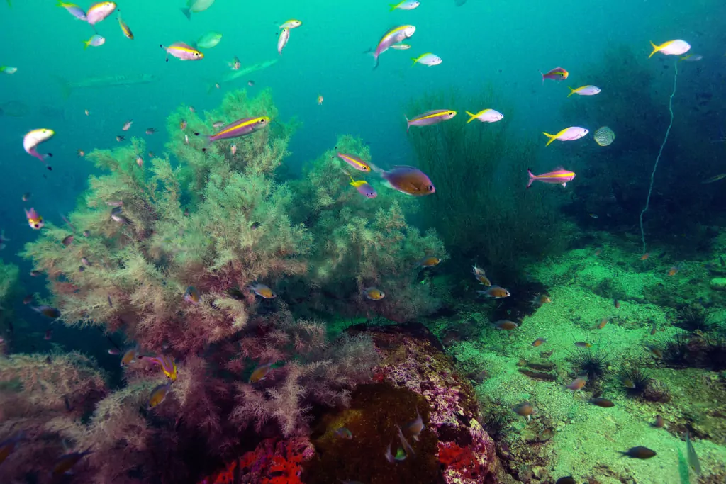 Black-coral diving sa Koh Tao