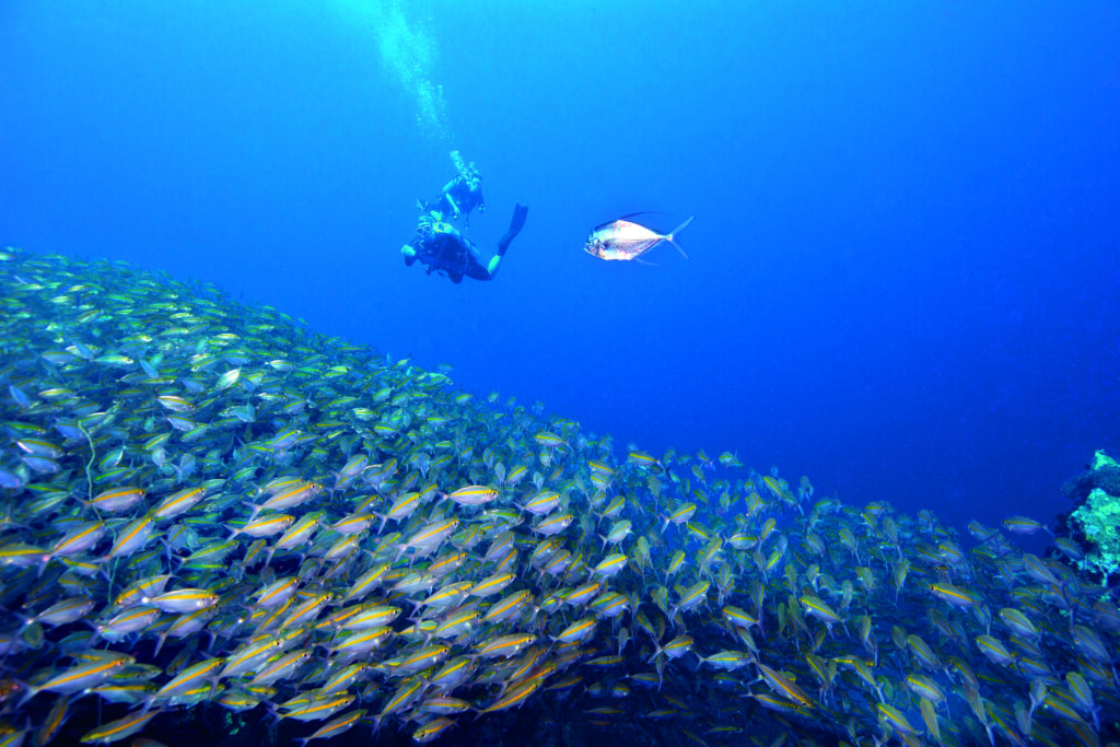 Yellowband fusiliers and African pompano in Koh Tao