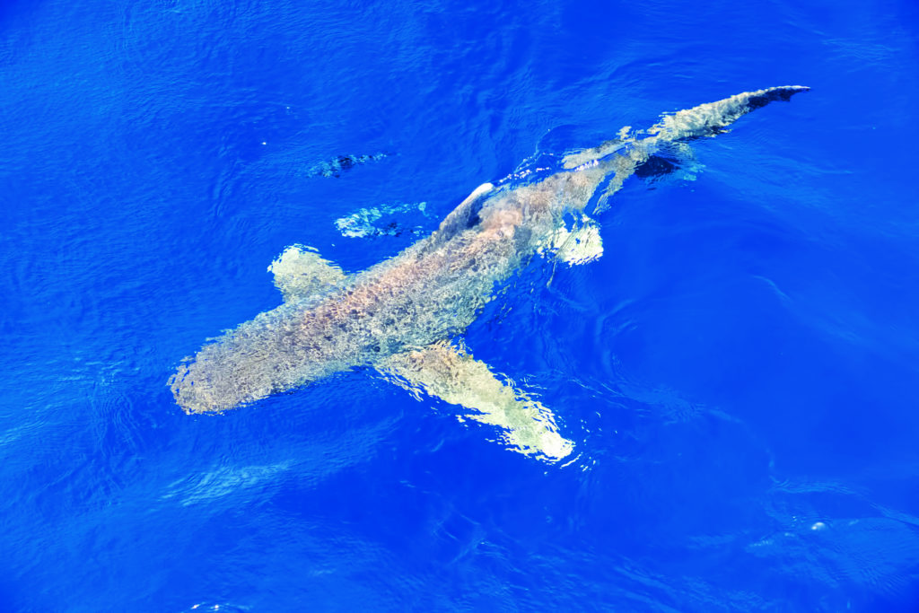 Oceanic whitetip at the surface