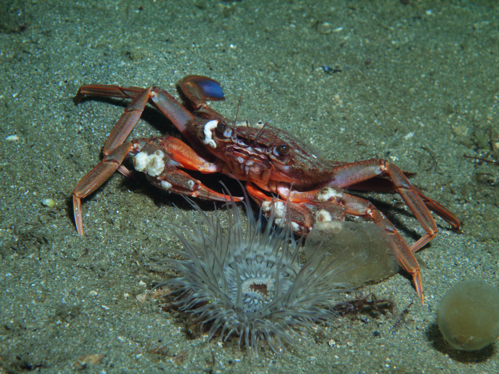 Capturing a crab & dahlia in lens