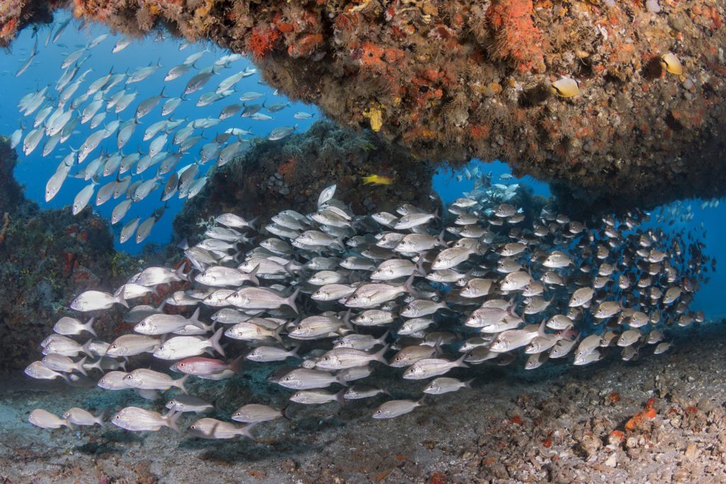 Large school of grunts thread their way beneath a large overhang.
