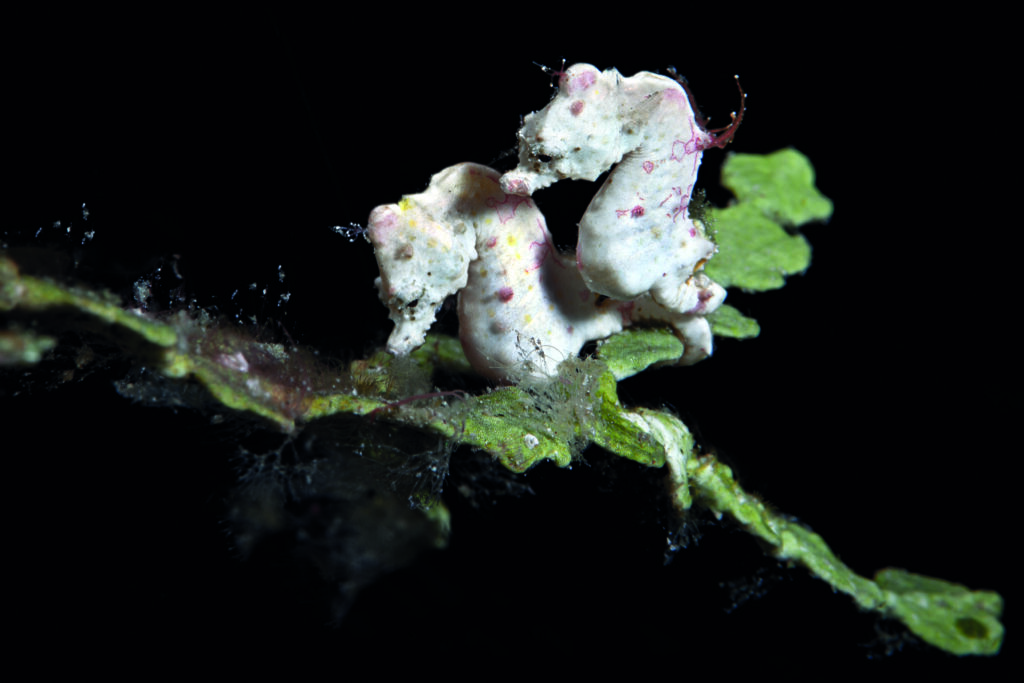 Pontohs-MARCO-FIERLI