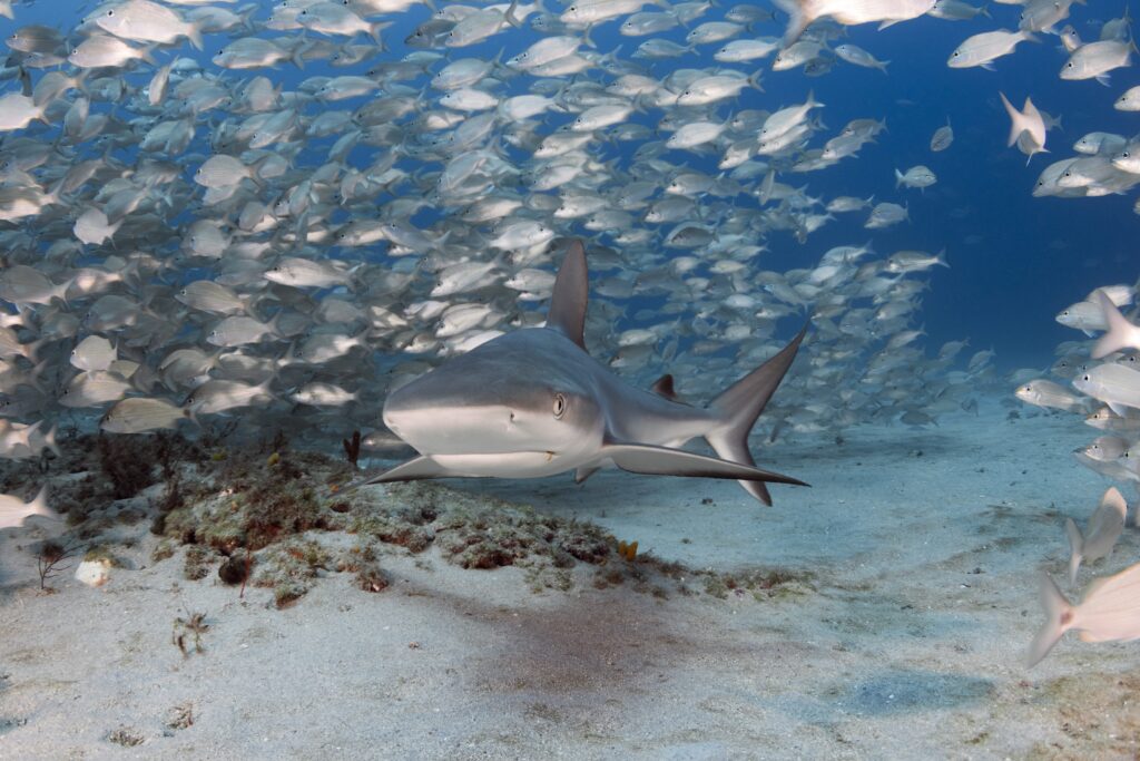 Requin des récifs