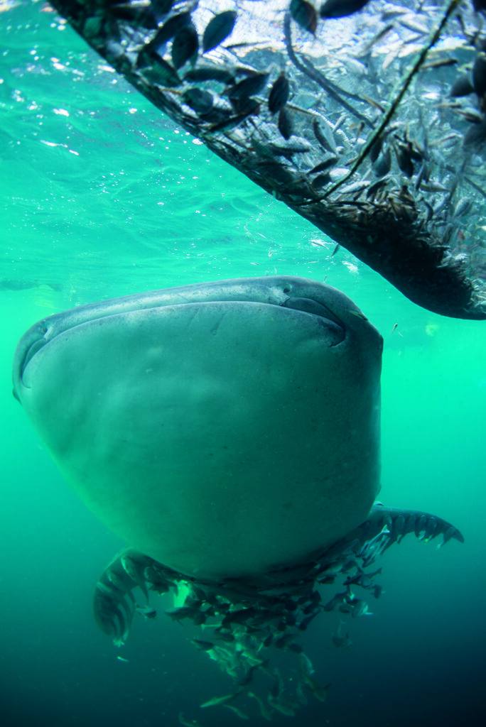Triton Bay: Exploring Indonesia’s New Diving Frontier with Dr Richard Smith 2 The Glimpse of the massiveness