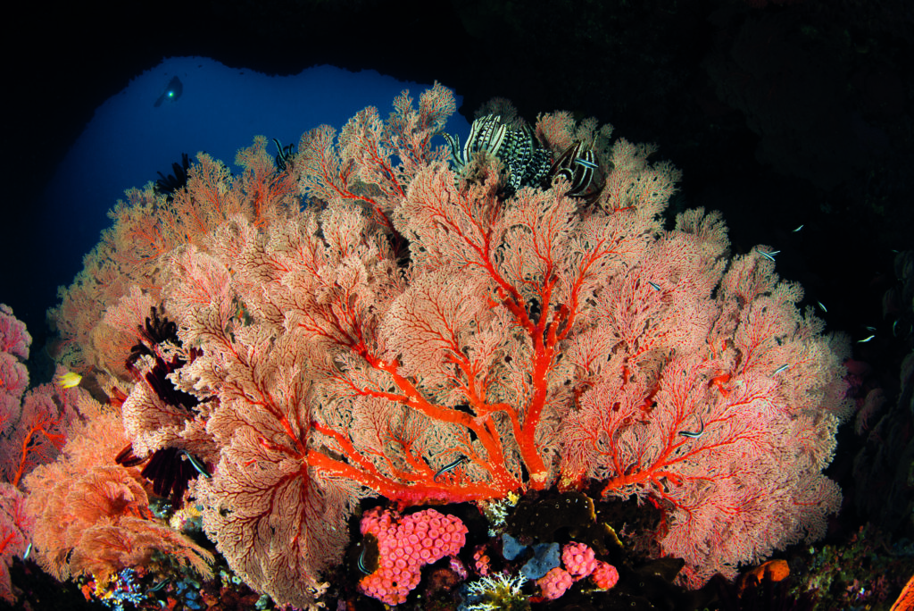 Triton Bay: Exploring Indonesia’s New Diving Frontier with Dr Richard Smith 1 The marvels of Triton Bay