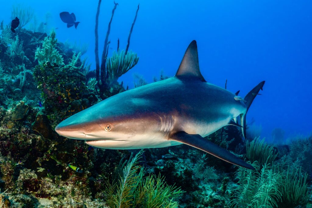 Caribbean Reef Shark