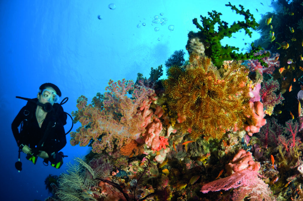 Diving at St Lucia