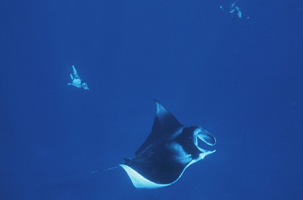 Zwemmen met de mantarog