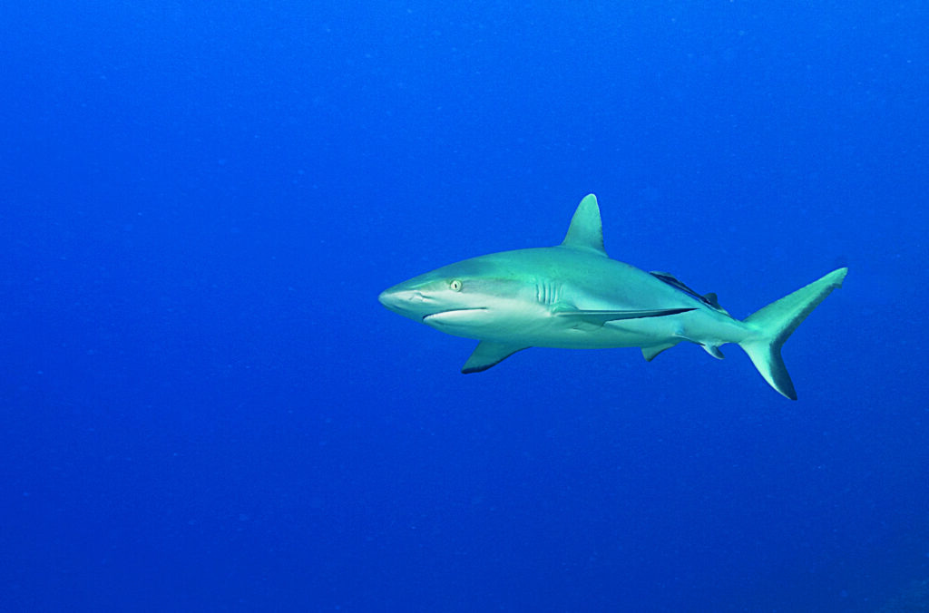 ハイイロサンゴ礁のサメを発見する