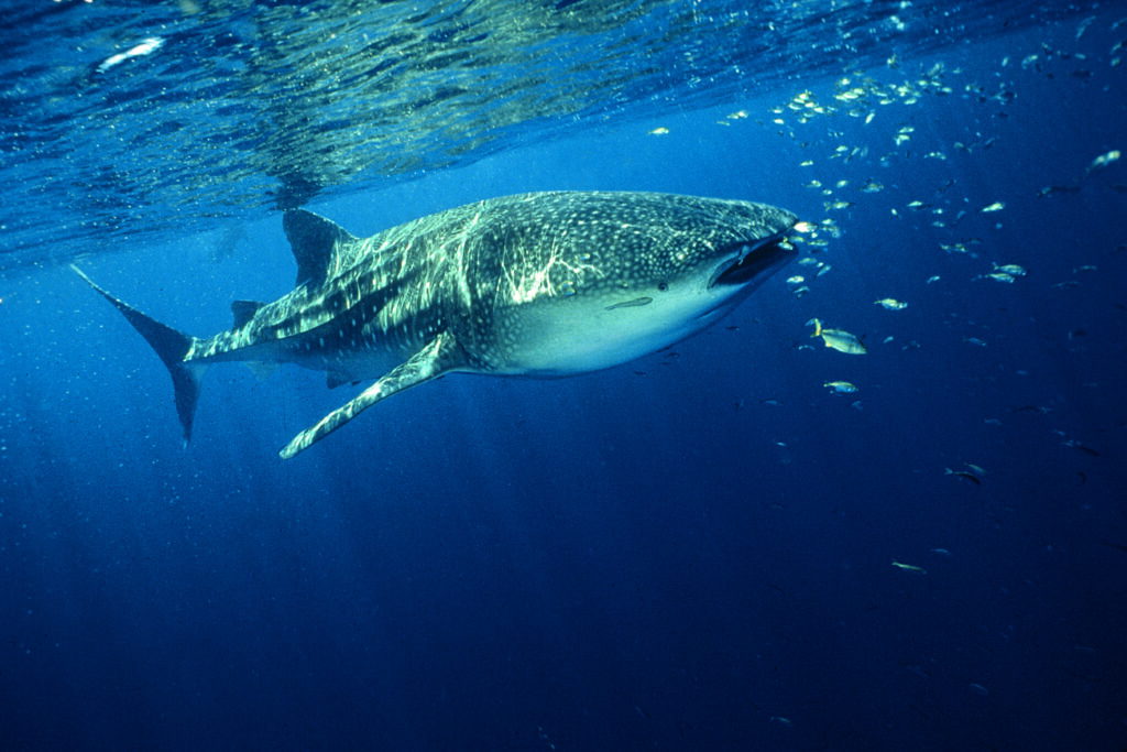 Whale shark in Thailand