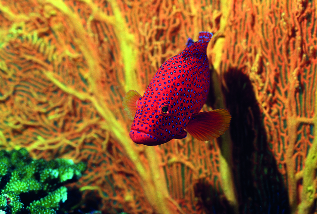 Coral Grouper
