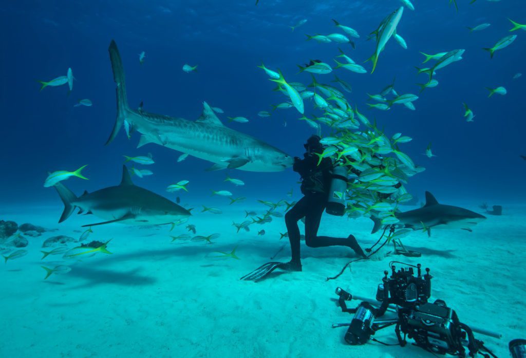 Tiger sharks show up for a feed