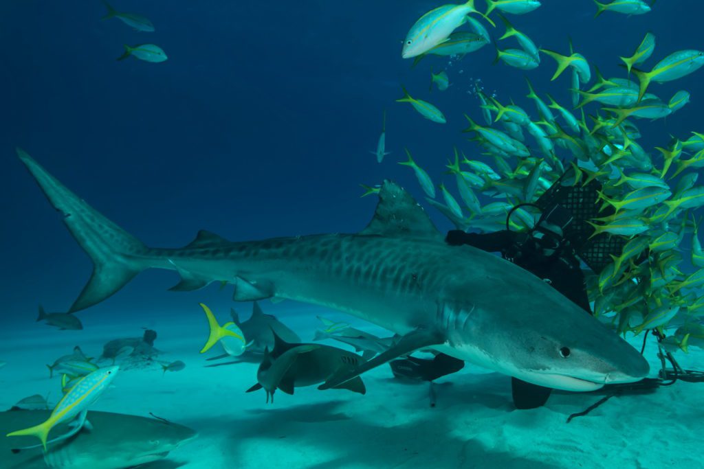 Tiger sharks are listed as Near Threatened