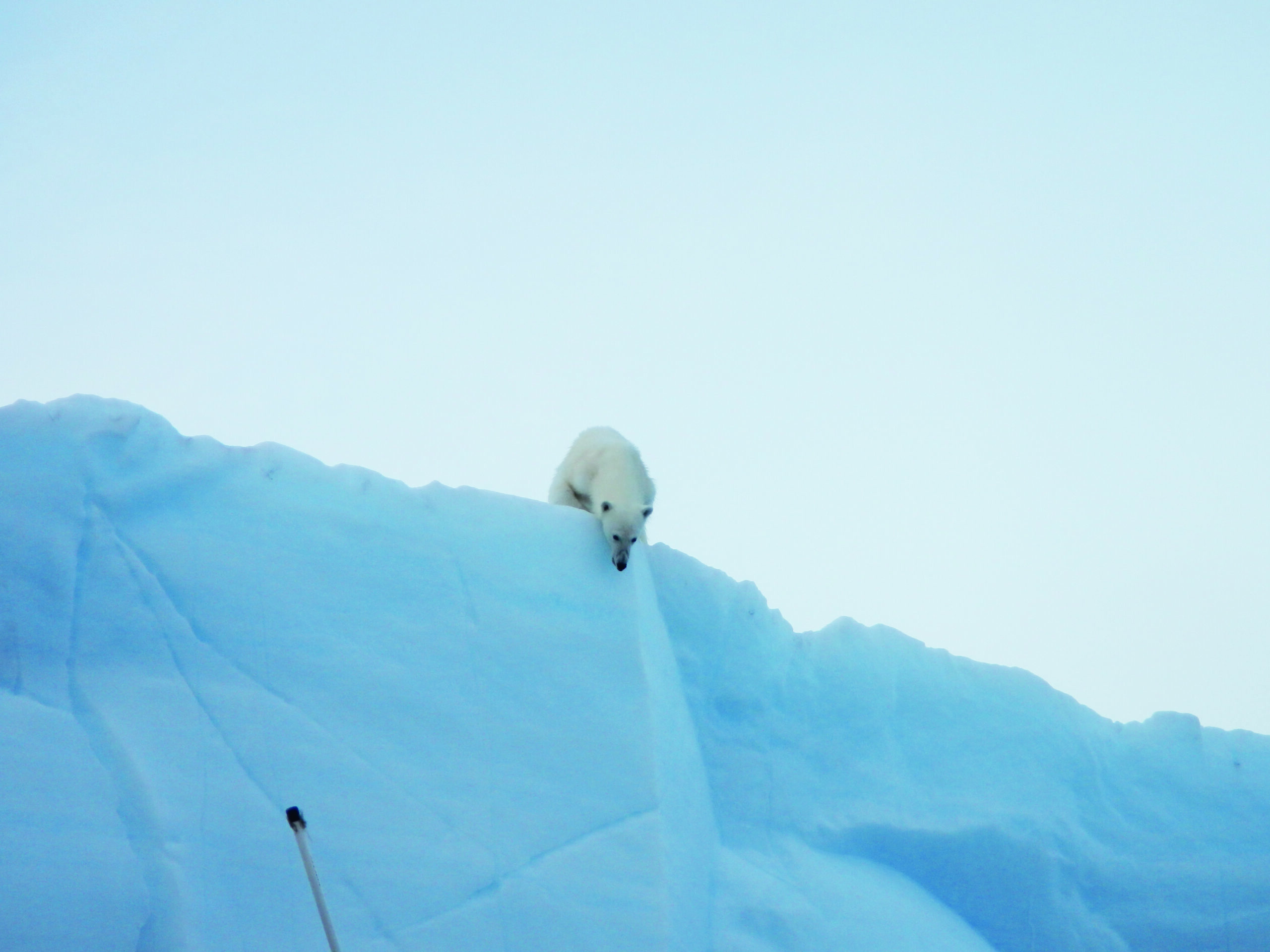 Extreme Underwater Filming: Ice, Polar Bears & Freediving Challenges with Andy Torbet 3 Of Icebergs And Polar Bears