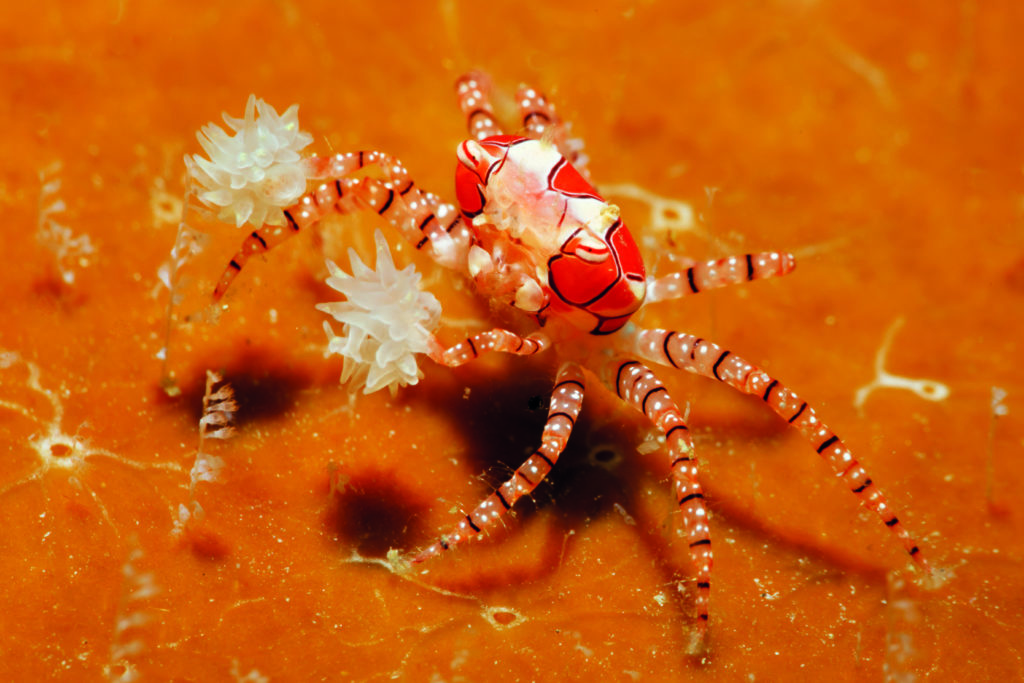Boxer Crab