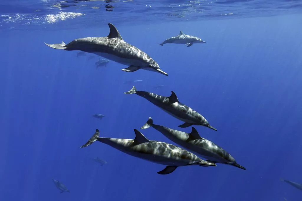 Why today is World Dolphin Day