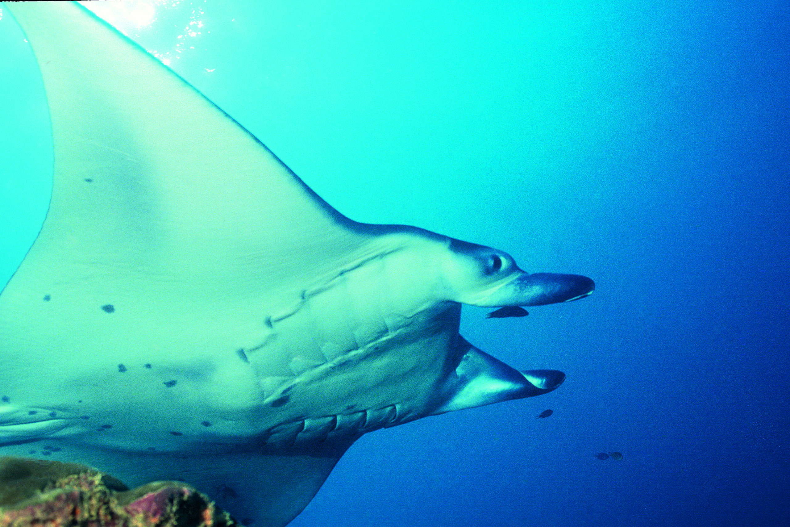 Yap Island Of Mantas And Stone Money