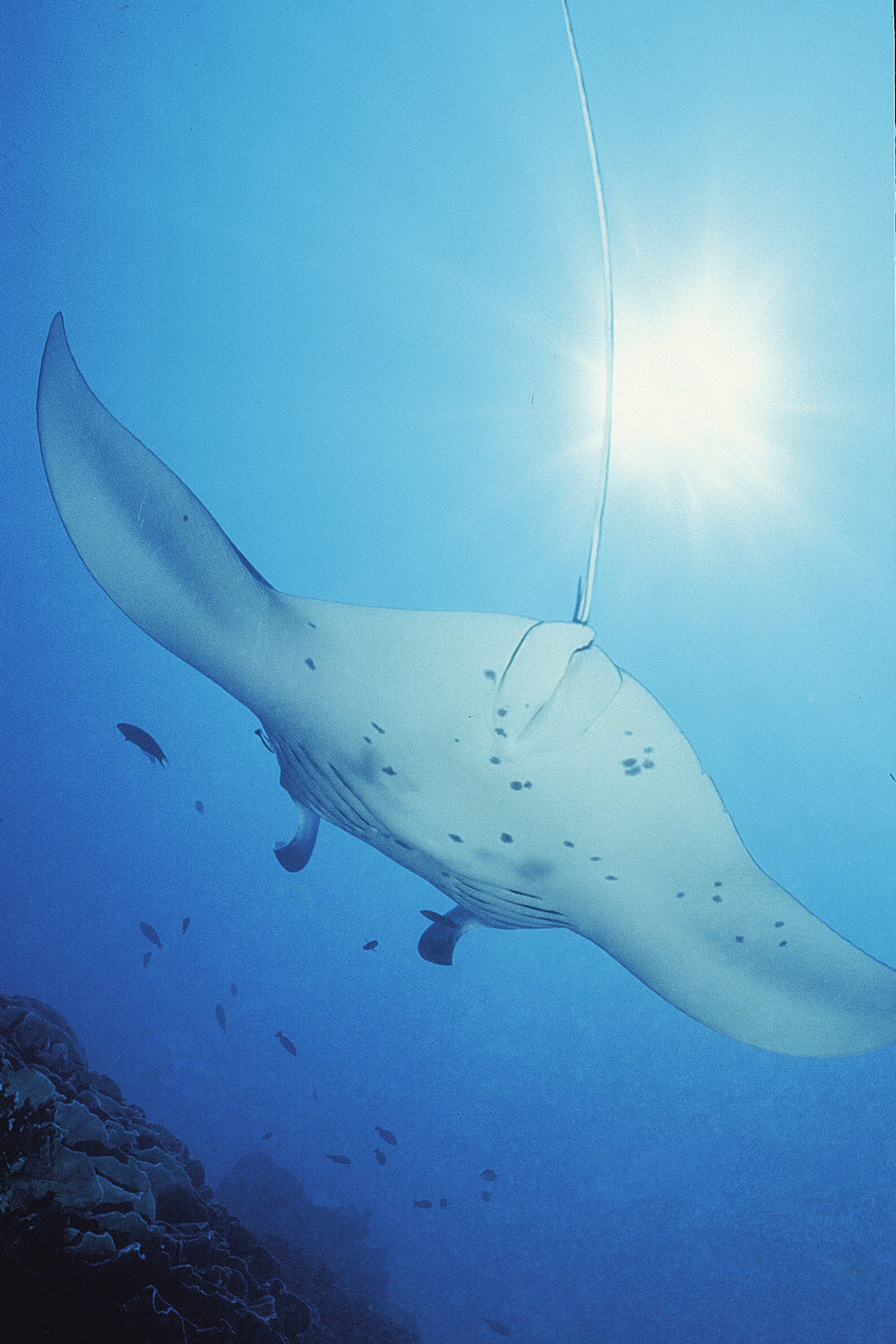 Manta at Merry-Go-Round, Valley of the Rays, Yap