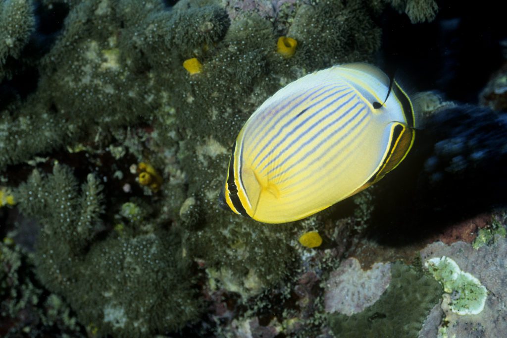 Oval butterflyfish (Al Hornsby)
