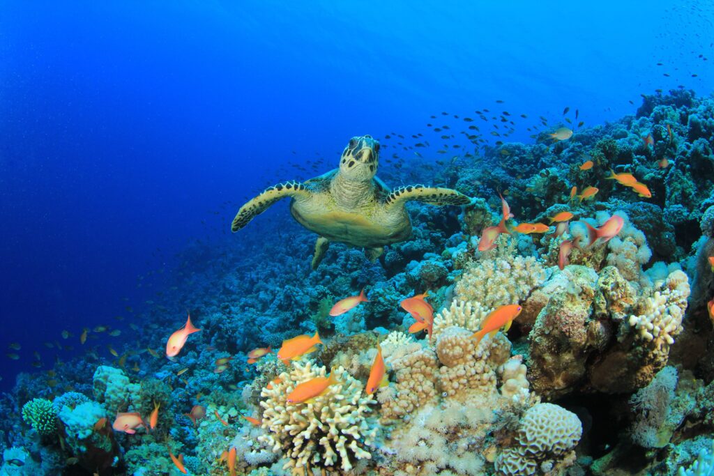 Penyu di terumbu Laut Merah