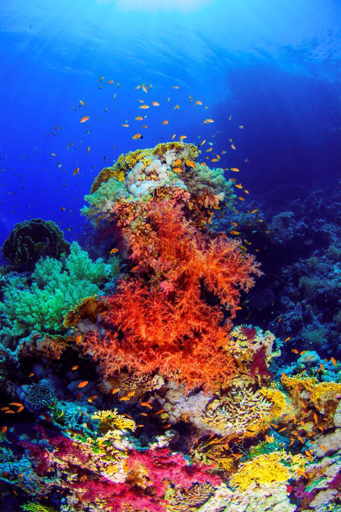 Colourful corals