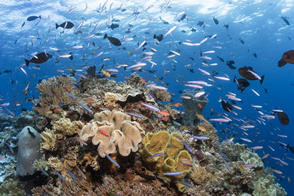 12 Reasons Wakatobi Resort Is a World-Class Dive Destination 2 Dive site Blade, at Wakatobi, Indonesia