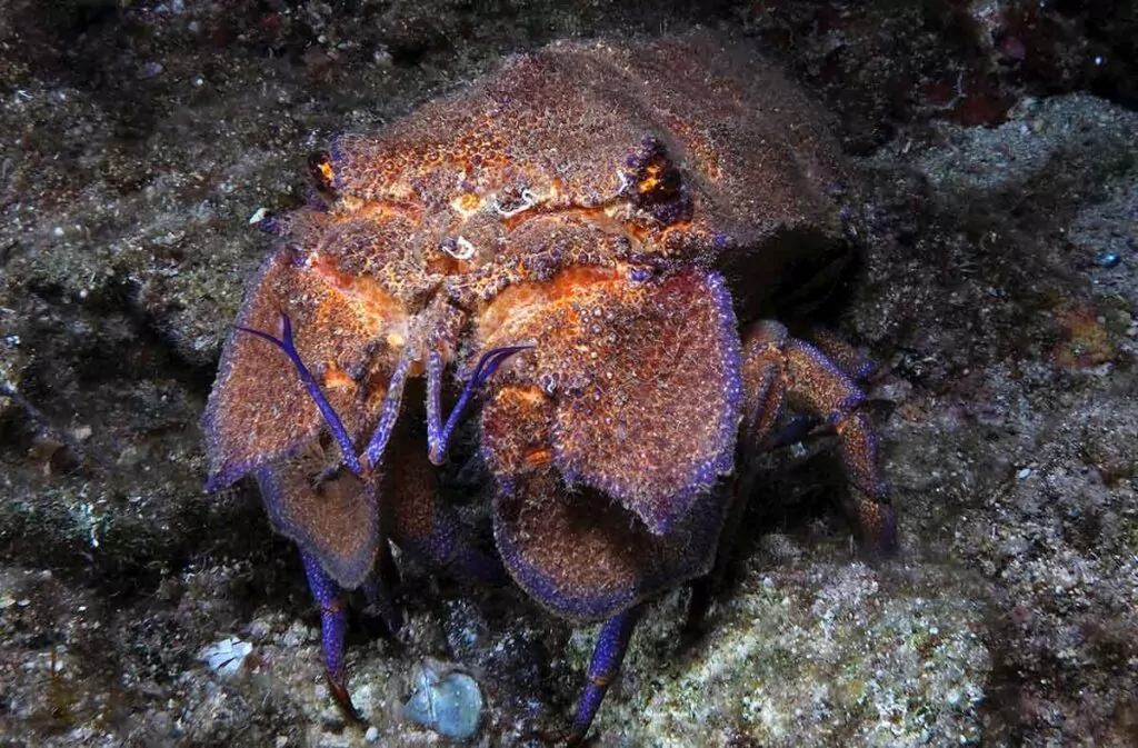 Slipper lobster