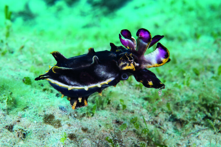 Flamboyant cuttlefish in Puerto Galera