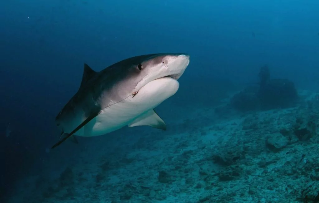 Maldives tiger shark