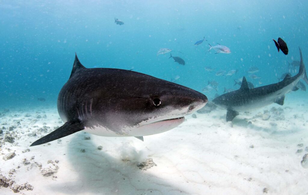 Requin tigre des Maldives