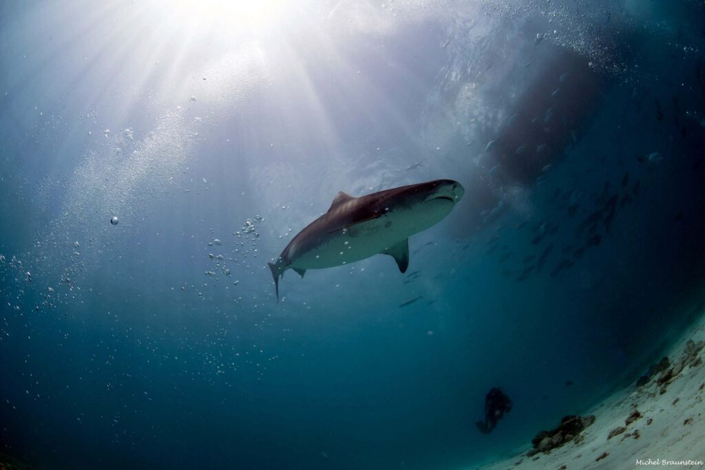 Rechin tigru din Maldive