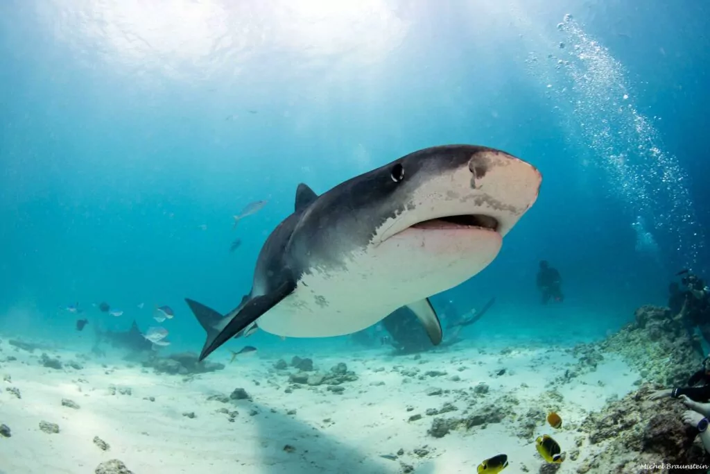 Maldives tiger shark